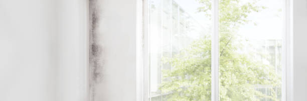 Mold Remediation for Rental Properties in Bath, MI
